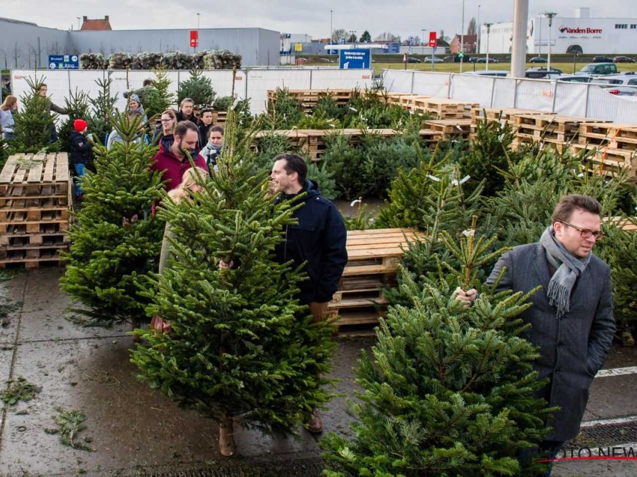 Gratis af te halen Tuincentrum geeft 3.000 kerstbomen weg Redactie24